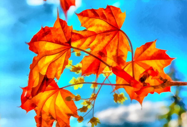 水彩。春天。鲜红的加拿大枫树叶子映衬着春天蔚蓝的天空。花和叶特写。数字绘画-插图。图片下载