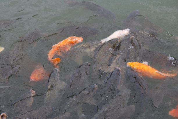 锦鲤疯狂图片下载