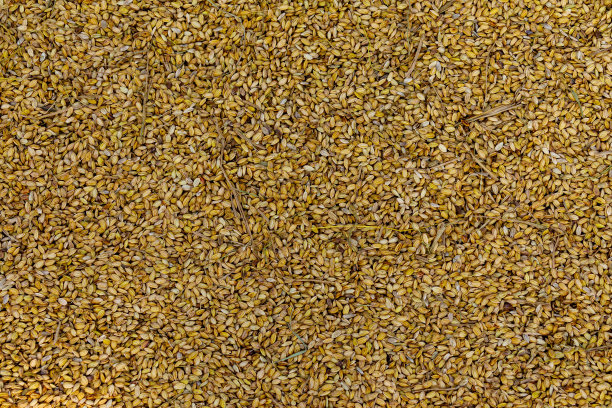 水稻种子在收获作为背景图片下载