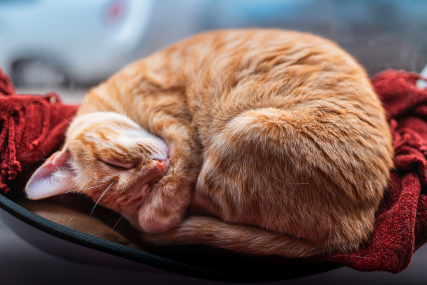 棕色虎斑猫在窗边的吊床上熟睡图片下载