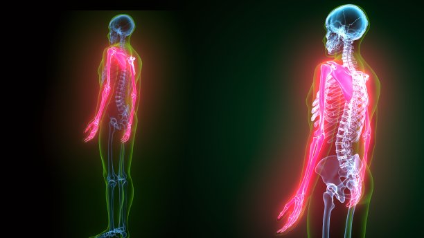 人体骨骼系统上肢骨关节解剖的3d插图图片下载