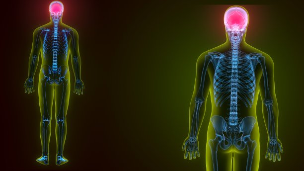 人体骨骼颅骨额骨解剖的3d插图图片下载