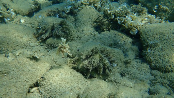 普通墨鱼或欧洲普通墨鱼(Sepia officinalis)在海底的防御姿势图片下载