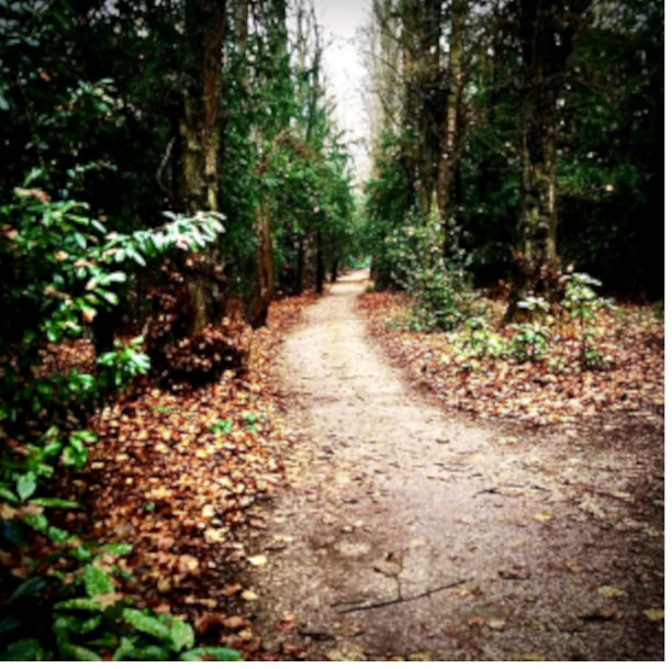 秋季林地路径图片下载