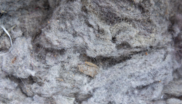 灰尘和毛发图片下载