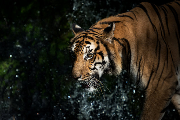 老虎自然的照片。图片下载