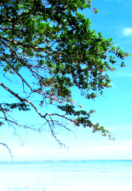 一棵树和晴朗的天空图片下载