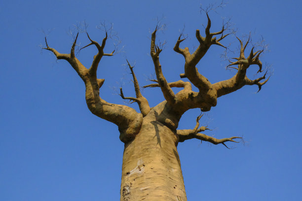 蓝天下的猴面包树。非洲的狩猎之旅。植物,植物,背景。本空间图片下载