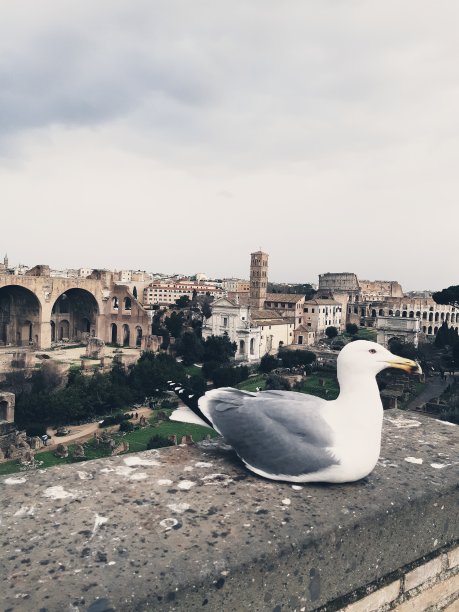 海鸥在罗马占有一席之地图片下载