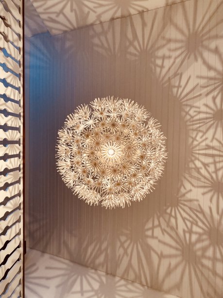 室内蒲公英图片下载