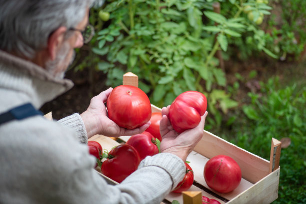 男性农民抱着大的和有机新鲜采摘的有机番茄图片下载