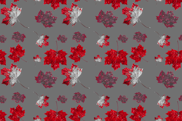 秋天的枫叶图片下载