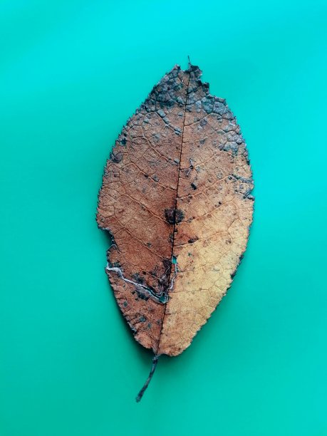 秋天的叶子图片下载