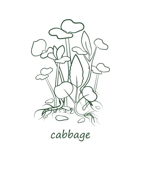 在。低热量饮食和健康饮食。图片下载