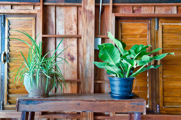 居室家具上的静物两种热带植物图片下载