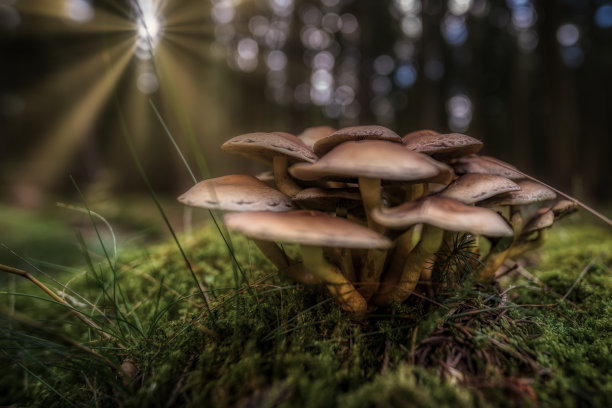 图林根森林中的蘑菇图片下载