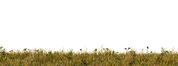 秋田孤上白图片下载