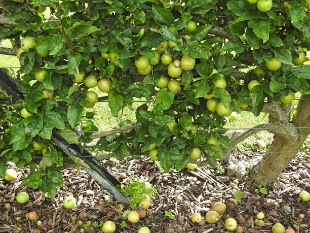 苹果树图片下载