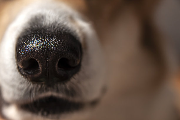 特写威尔士柯基彭布罗克犬的黑鼻子。在阳光明媚的日子。美丽的喜剧动物图片下载