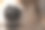特写威尔士柯基彭布罗克犬的黑鼻子。在阳光明媚的日子。美丽的喜剧动物图片下载