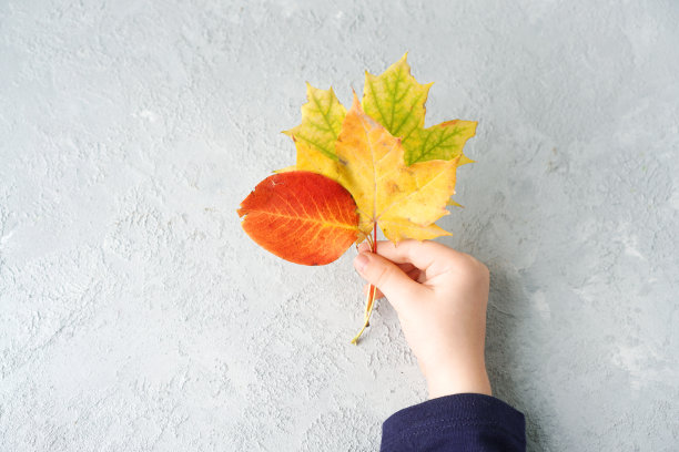 婴儿的手拿着彩色秋叶图片下载