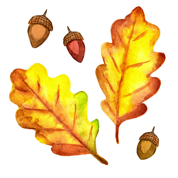 橡树叶和橡子，橡子的坚果。秋天的颜色，黄色，棕色。收获时间。图片下载