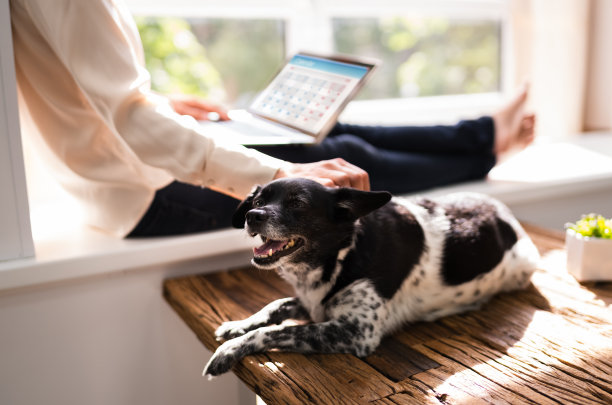 和狗一起使用商务笔记本电脑的女人图片下载