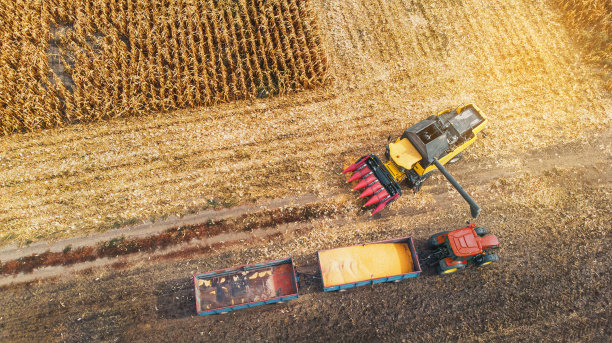 联合收割机在一片金黄的玉米地中储存照片图片下载