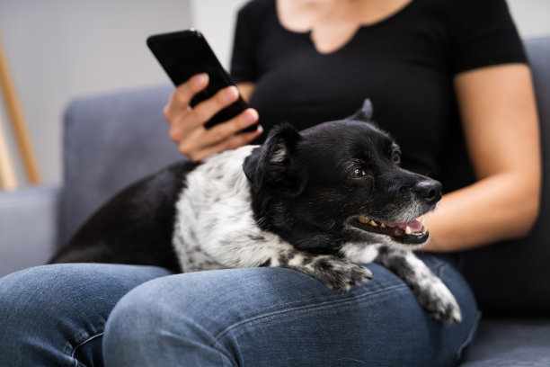 女性在家里使用平板电脑图片下载