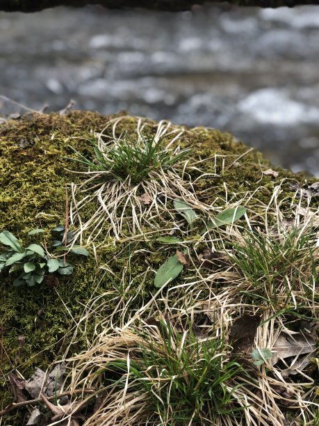 长满青苔的岩石图片下载