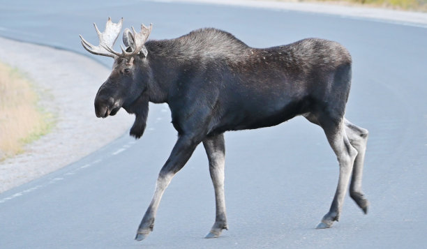 公驼鹿过马路图片下载