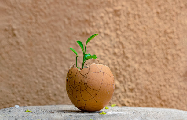 非常美丽的照片，新发芽的柠檬植物幼苗出现在破蛋壳，所以它可以很容易移植。匹配的背景与外壳使照片完美使用和眼睛糖果。图片下载