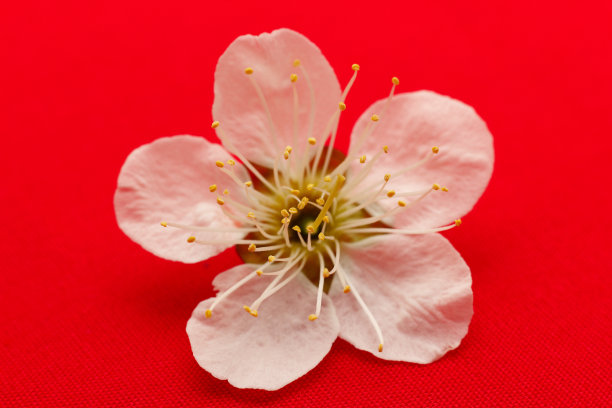 梅花，工作室拍摄图片下载