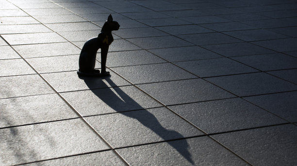 下午坐在瓷砖上的埃及猫。图片下载