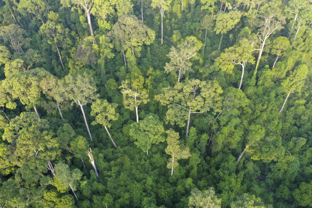 婆罗洲雨林。图片下载