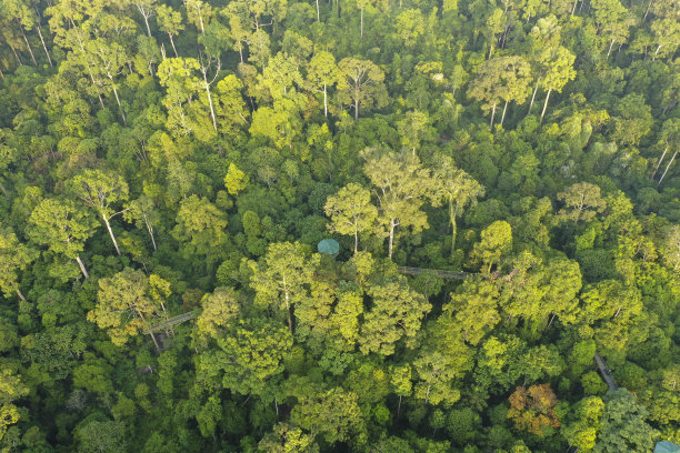 婆罗洲雨林。图片下载