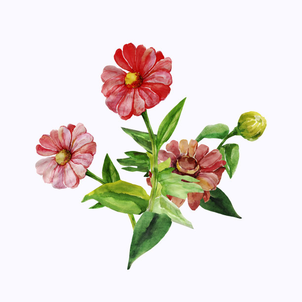 非洲菊模式图片下载