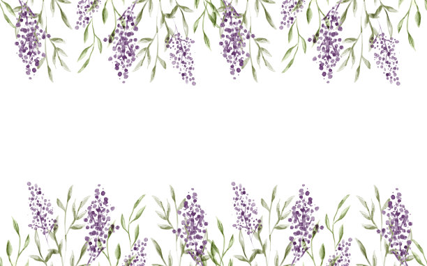 水彩薰衣草花背景孤立图片下载