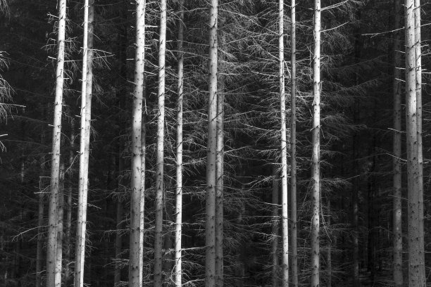 抽象的光影形式——森林中死去的针叶树——单色图片下载