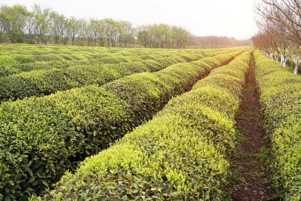 中国江西的茶园景观图片下载