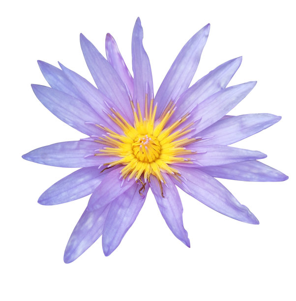 美丽的紫色莲花或睡莲花孤立在黑色背景上。图片下载