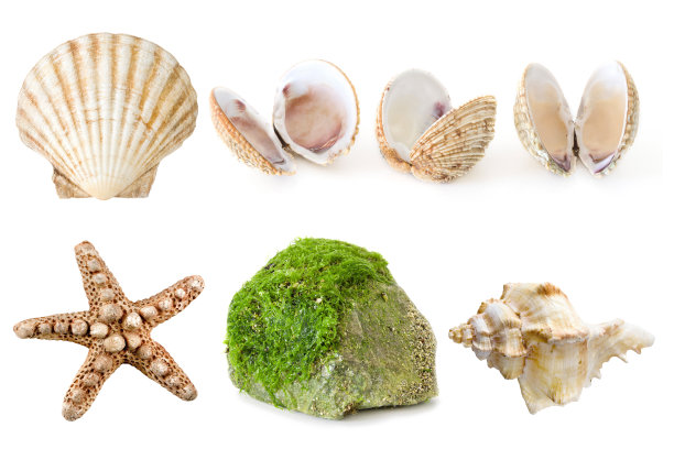 从贝壳，海星和海草在石头孤立图片下载