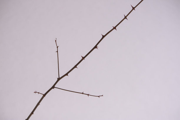 在雪背景上的干树枝。图片下载