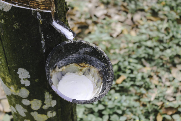 乳胶从橡胶树中提取，来源于天然橡胶。图片下载
