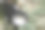 乳胶从橡胶树中提取，来源于天然橡胶。图片下载