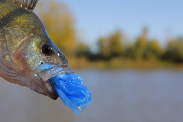 鱼河背景图像图片下载