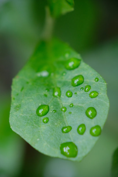 雨滴落在树叶上。图片下载