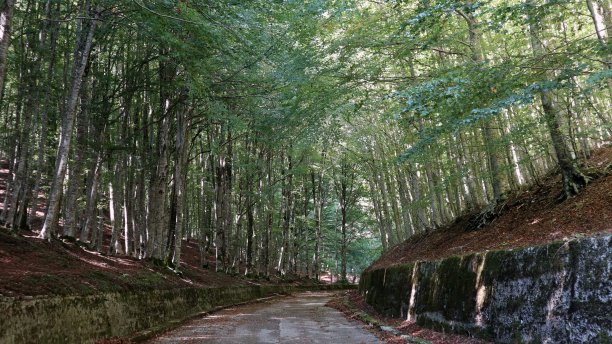 在拉齐诺山上的山毛榉林图片下载