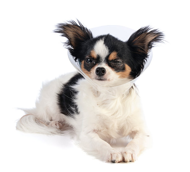 有眼疾的吉娃娃图片下载