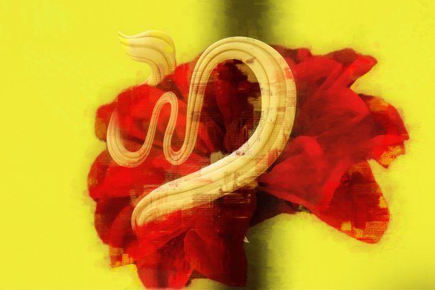 创意花艺摄影图片下载